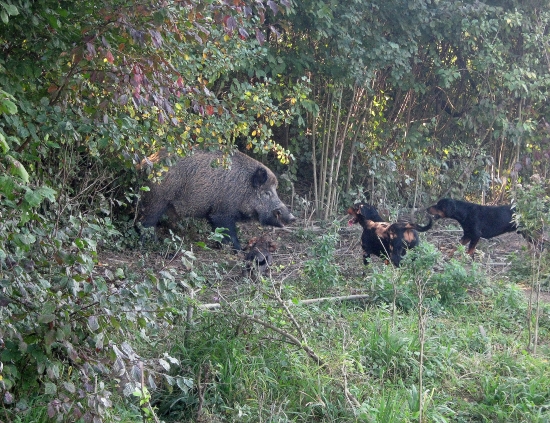 ...bolo to štekotu...