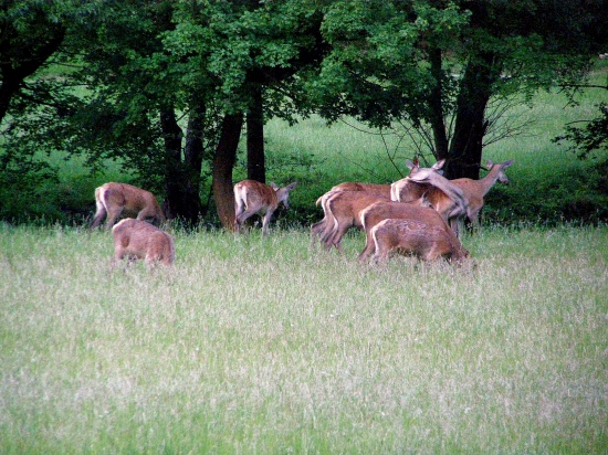 ...keď to víde na pašu...