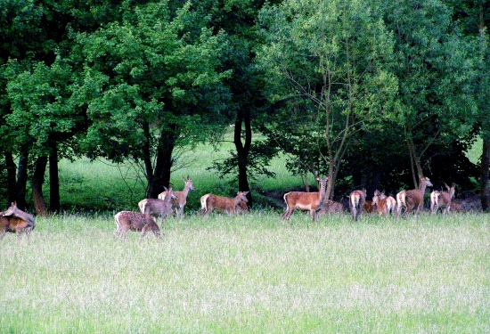 ...ukazuje sa, že ich bude...