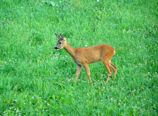 ...dal som jej meno srnka Adelka, lebo je milá a pekná...