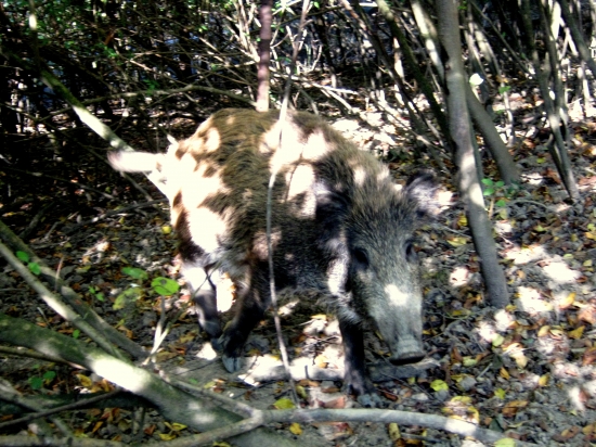 hľadali sme dubáky, našli sme diviaka...