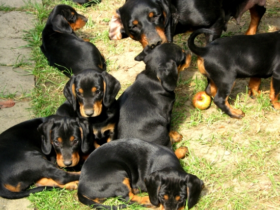 ...malí fešáci...