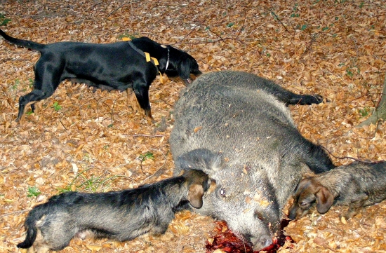 ...bola to pekná spolupráca psíkov...