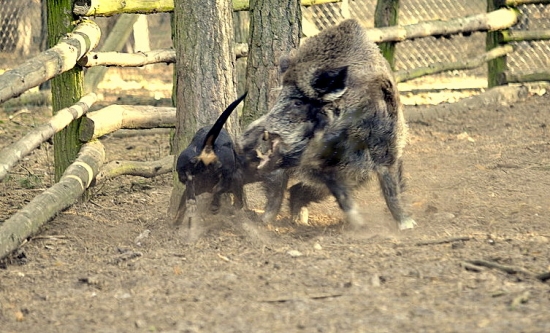 ...nebezpečný súboj...