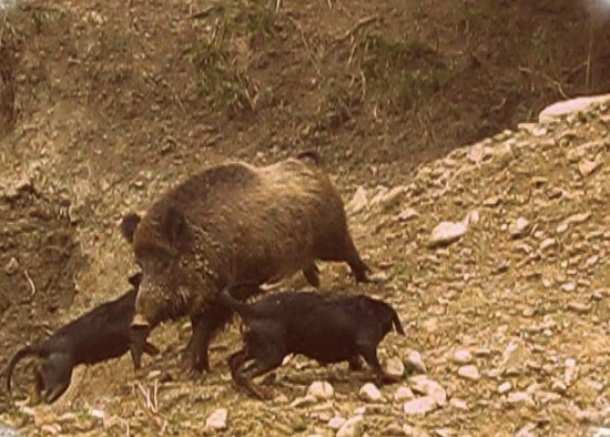 ...vo dvojici na štetináča...