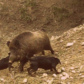...vo dvojici na štetináča...