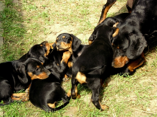 ...spoločná siesta...