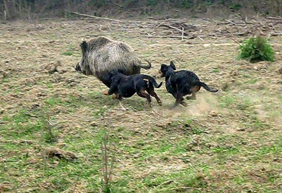 ...trošku sa ponaháňali...