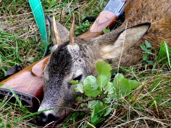 ...detail na trofej srnčeka...