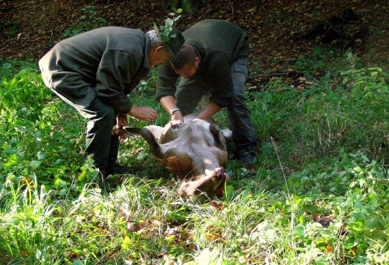 ...nad úlovkom, troška som si ruky ohrial...