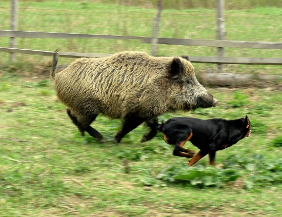 ...kopov a jeho súper...