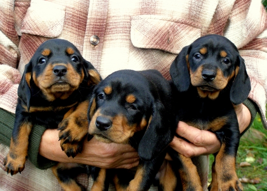 ...Cara, Clea, Cinta...