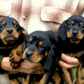 ...Cara, Clea, Cinta...