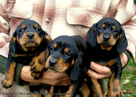 ...Cara, Clea, Cinta...