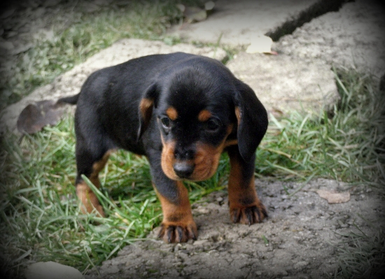 ...prvé odvážne kroky...