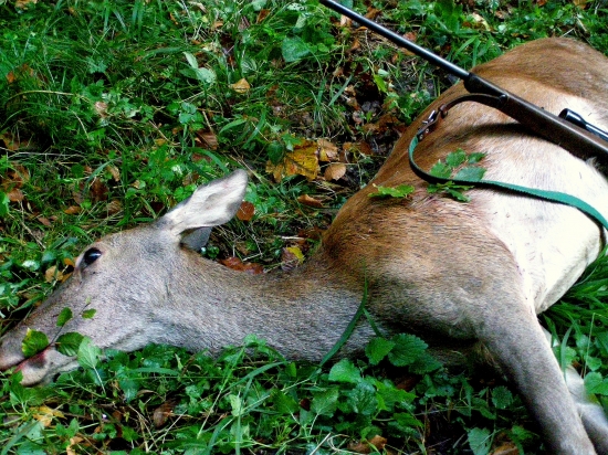 ...po rannom love...