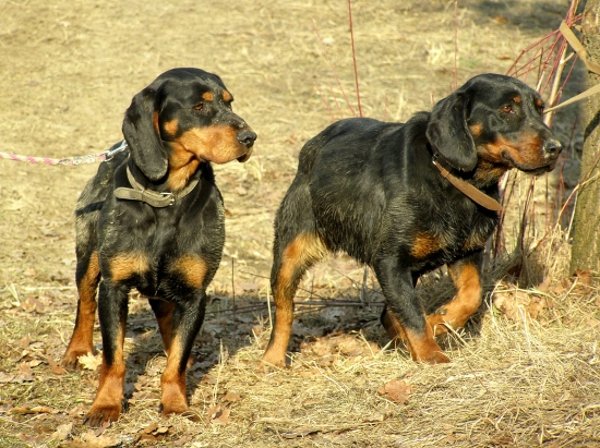 ...kopovky po práci...