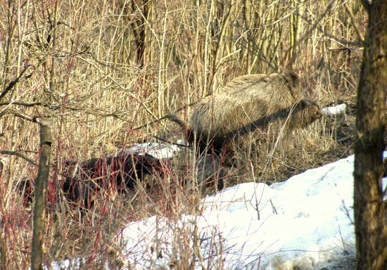 ...kanec s kopovom v pätách...