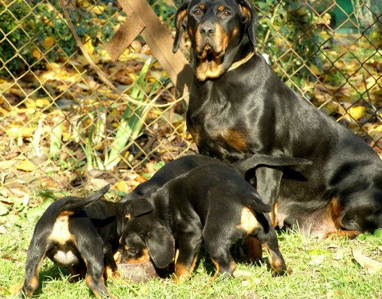 ...šteniatka so sučkou...