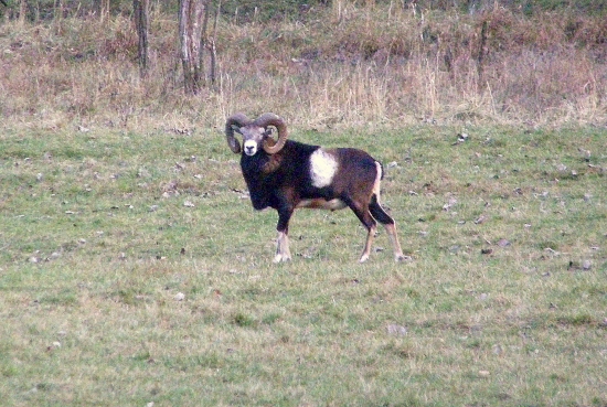 ...taký muflónik...