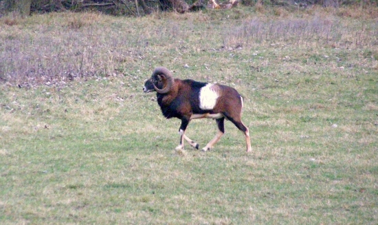 ...asi zlatý muflón...