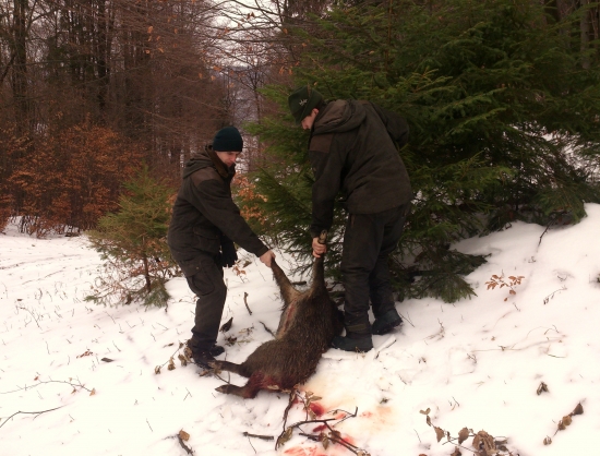 ...pomoc honcov pri úlovku...