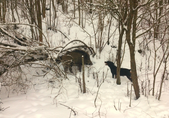 ...stavanie diviaka...