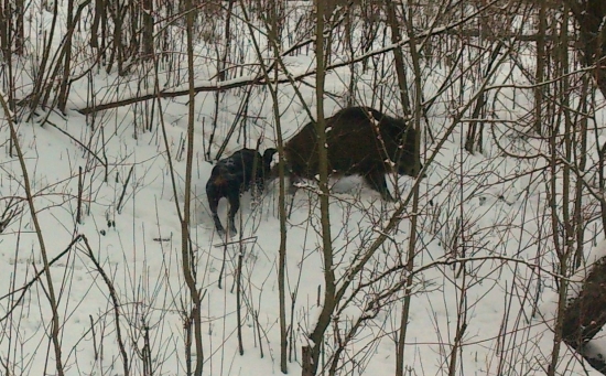 ...pošteklenie za raticu...