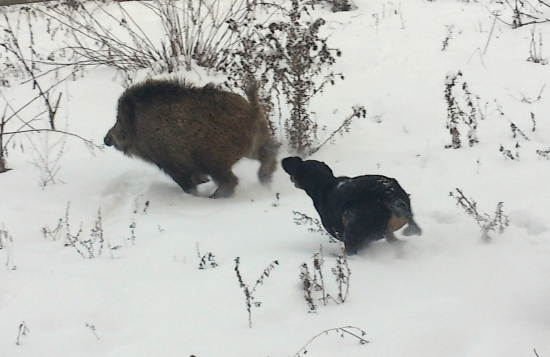 ...radosť pre kopova...