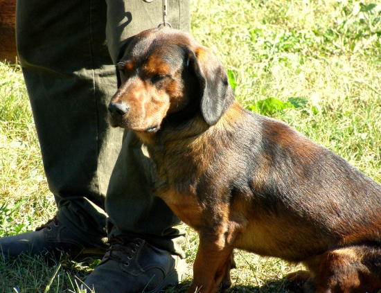 ...unavený daxlík...