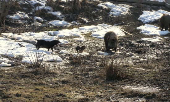 ...trošku radosti pre psíkov...