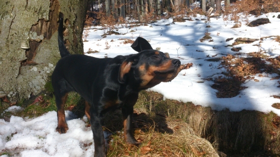 ...usmiata kopovka...