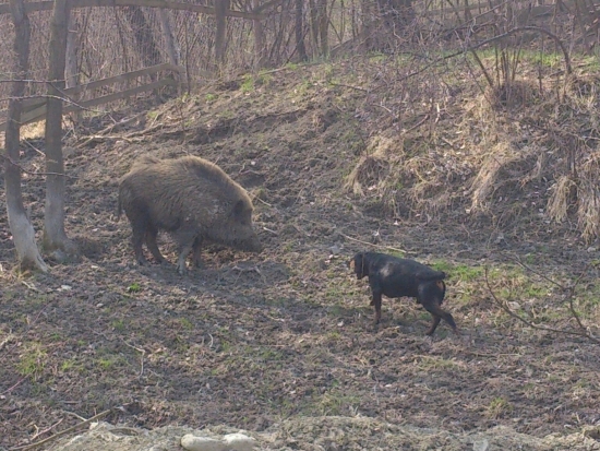 ...dnešný výcvik...