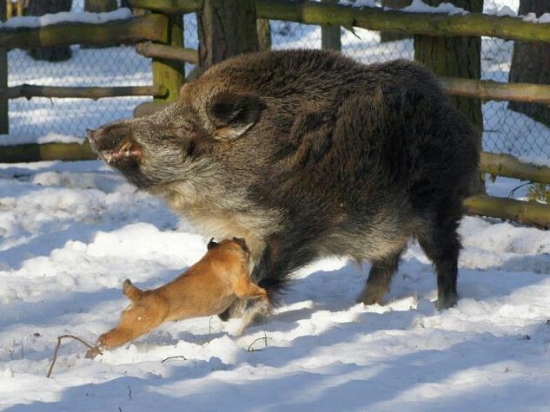 ...ostrá poletuška...