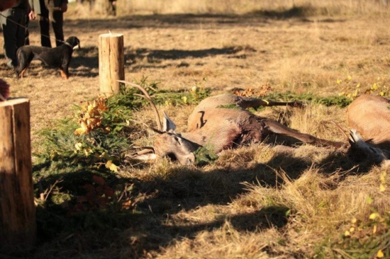 ...jelienky po dohľadávkach...