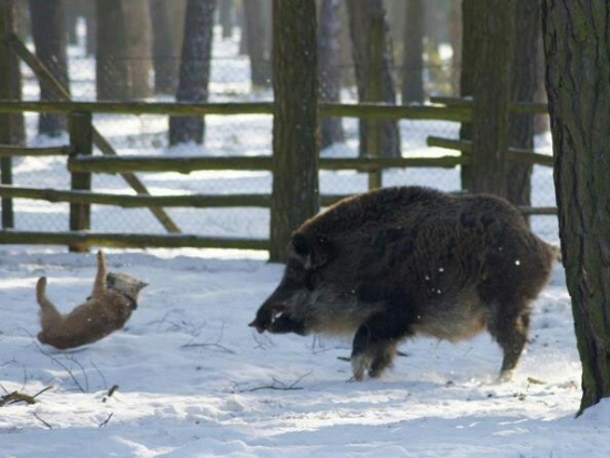 ...tvrdé pristátie borodáča...