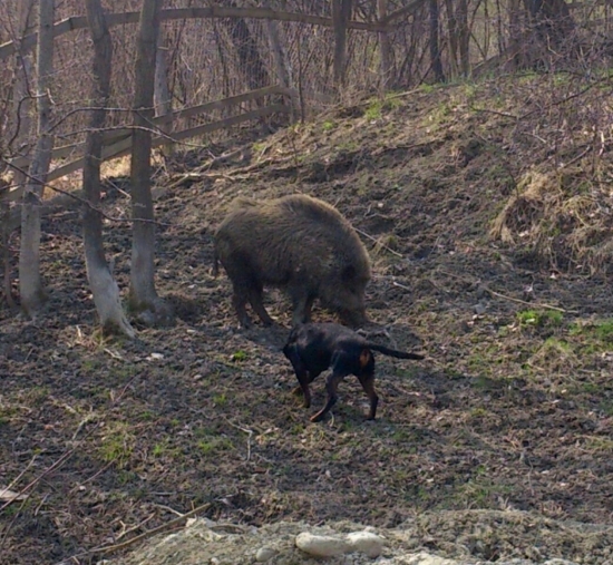 ...s mladou kopovkou pri diviakoch...