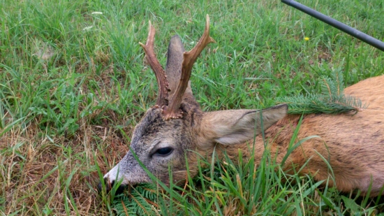 ...detail uloveného starouša...