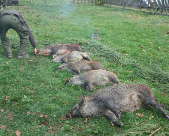 ...zopár sviniek a čudo...