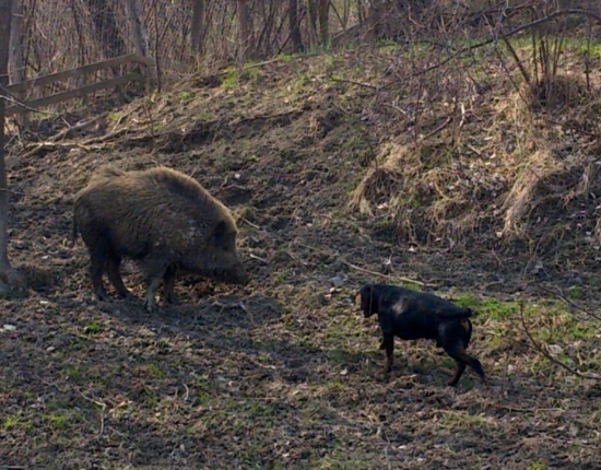 ...kopov a diviak...