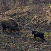 ...kopov a diviak...