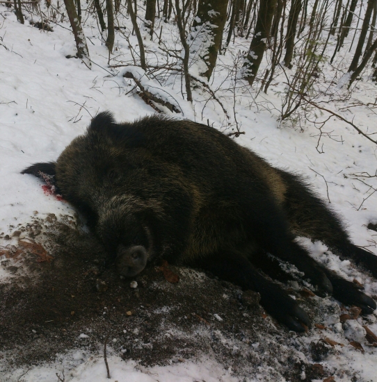 ...diviak z pohonu...