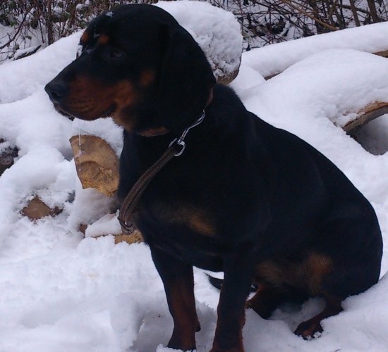 ...Cara dnes na SD...