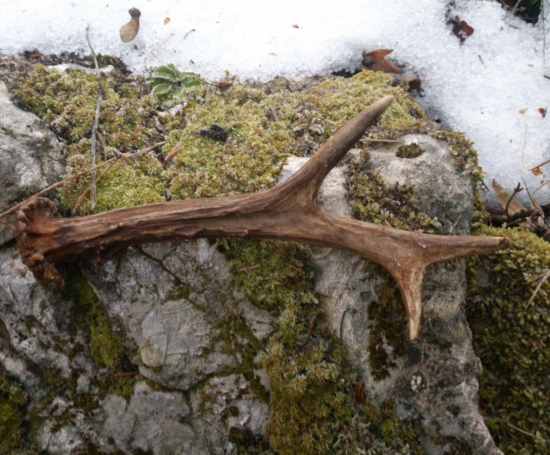 ...dobrý nos kopovky a zhodík bol môj...