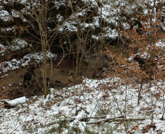 ...štekot v jarku...