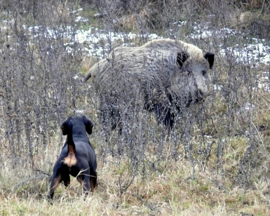 ...keď kopov zadrží diviaka...