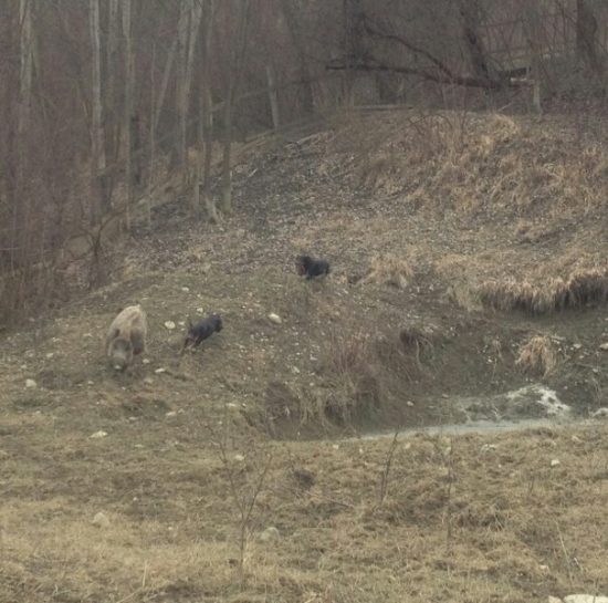 ...kopov v akcii....