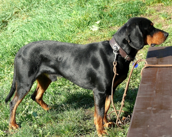 ...slovenský kopov...