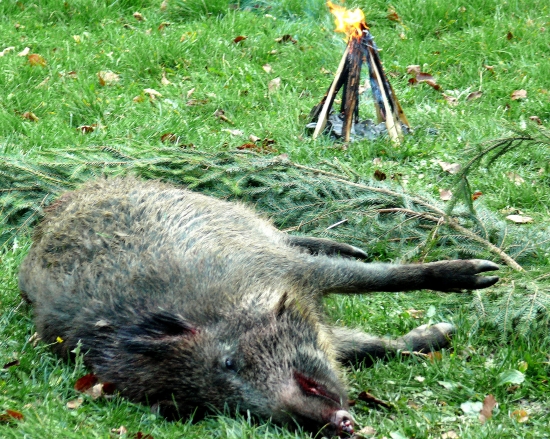 ...diviačik a ohník horel...