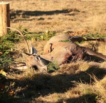 ...po ulovení výraďáka...